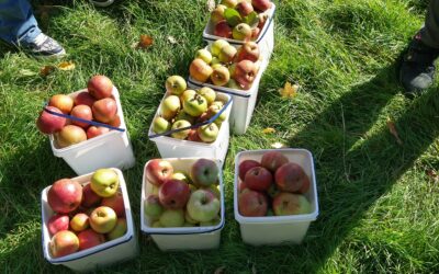 Apfelernte und Begegnung: Ein gelungener Start